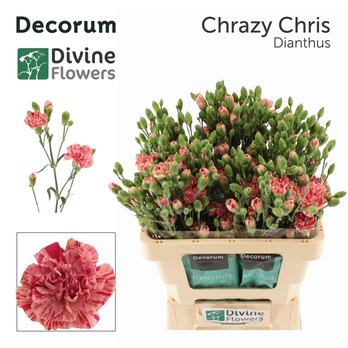 <h4>Dianthus TR</h4>