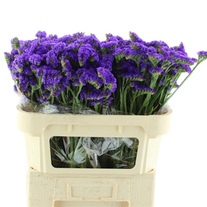 Limonium St Blue Birds X50