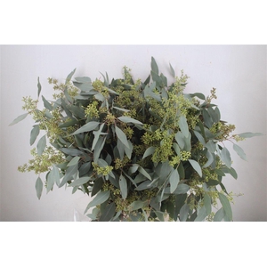 Euca Populus Berry 300gr P Bunch