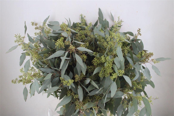 <h4>Euca Populus Berry 300gr P Bunch</h4>