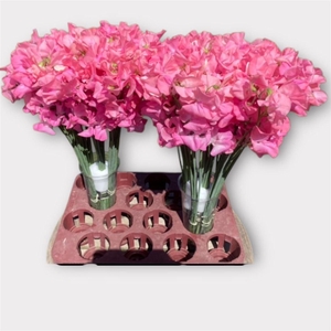 Lathyr Romance Pink Pearl