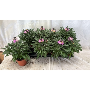 ERYS LEY PURPLE GLOW