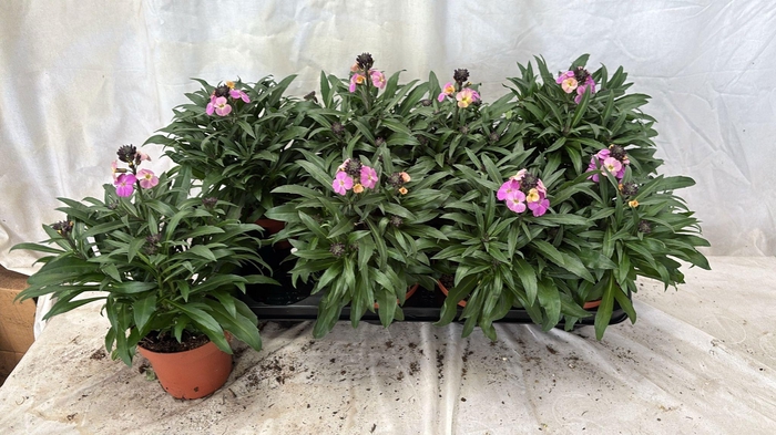 <h4>ERYS LEY PURPLE GLOW</h4>