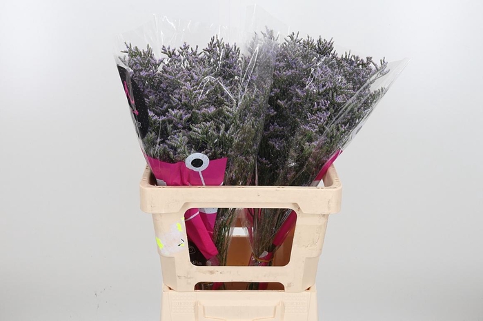 <h4>Lim Ov Skylight</h4>