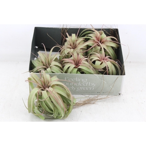 arr3 CP - Till. Eric knobloch