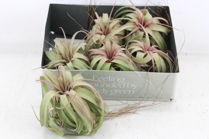 <h4>arr3 CP - Till. Eric knobloch</h4>