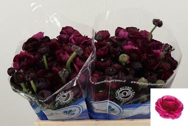 <h4>RAN SU SHERRY</h4>