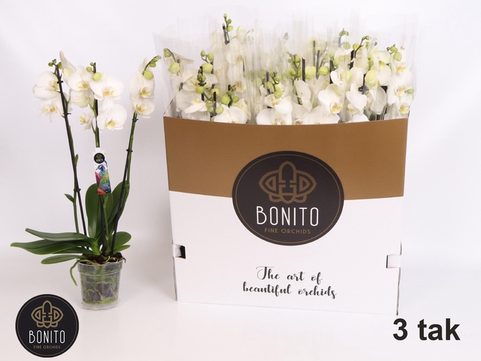 <h4>PHAL AN NOTTINGHAM</h4>