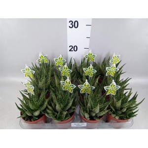Aloe   ...