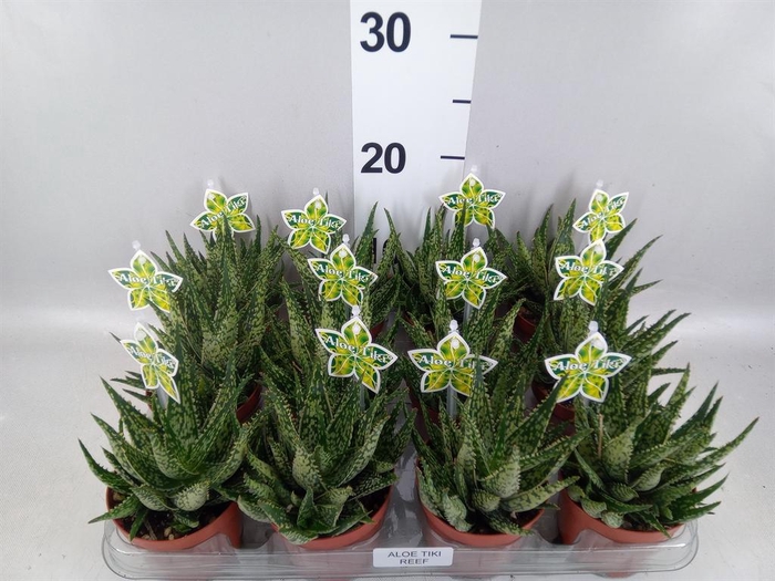 <h4>Aloe   ...</h4>