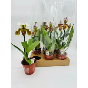 PAPH AMERIKA HYB GEM