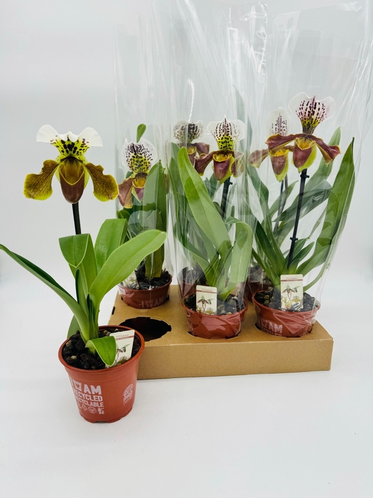 <h4>PAPH AMERIKA HYB GEM</h4>
