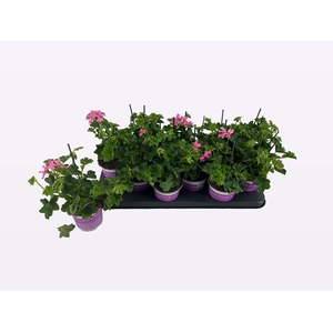 PEL PELT BALKON LILA