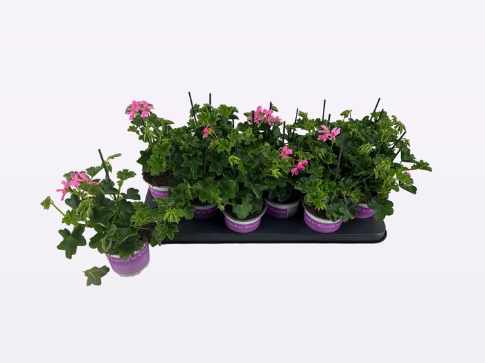 <h4>PEL PELT BALKON LILA</h4>