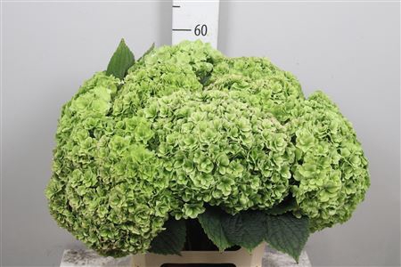 Hydr Cl M Roy Highne