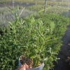 Caryopteris x clandonensis