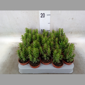 Austrocylindropuntia subulata