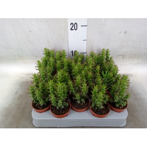 Austrocylindropuntia subulata