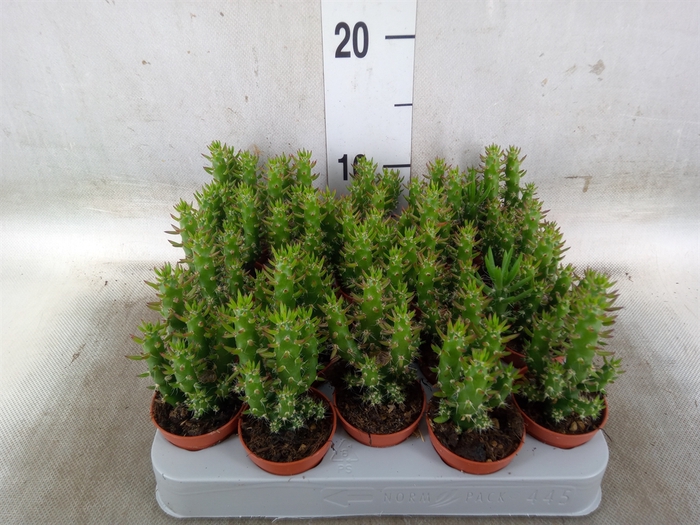 <h4>Austrocylindropuntia subulata</h4>