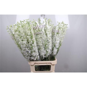 Delphinium DU 'Dewi imp White'