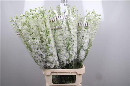 <h4>Delphinium DU 'Dewi imp White'</h4>