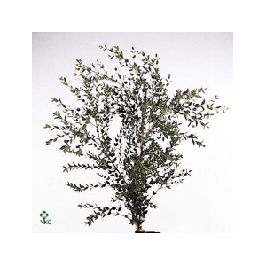 Parvifolia Lang