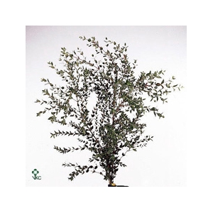 EUC. PARVII 300gr
