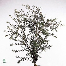 <h4>Euca Parvi Short 150 Gram</h4>