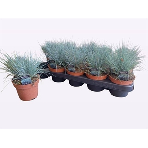 .Festuca valesiaca glaucantha