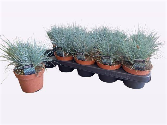 <h4>.Festuca valesiaca glaucantha</h4>