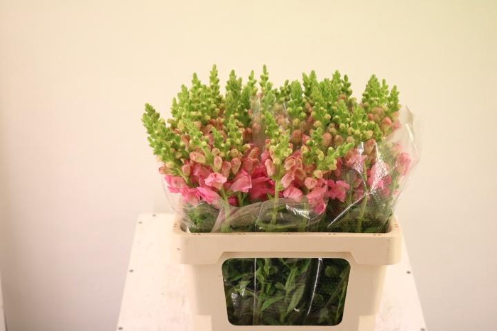 <h4>ANTIR POTO PINK</h4>