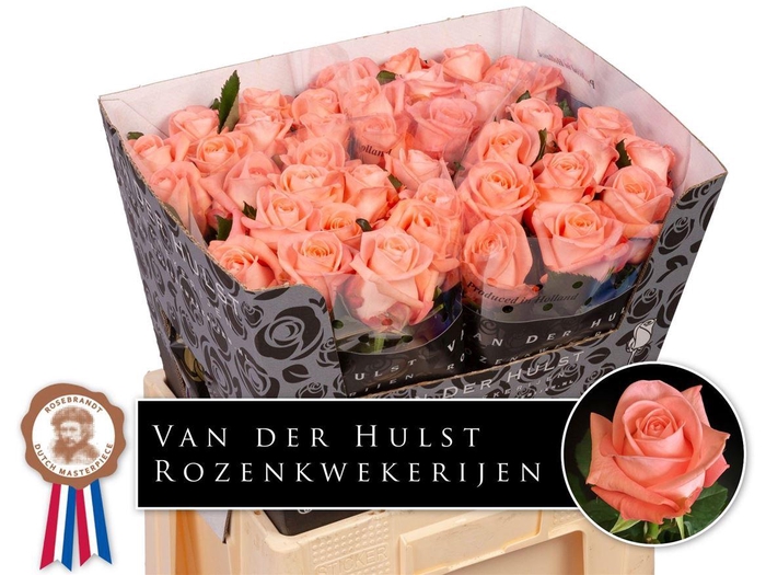 <h4>Rosa a grande fleur Liesbeth</h4>