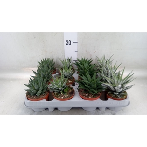Haworthia   ...mix