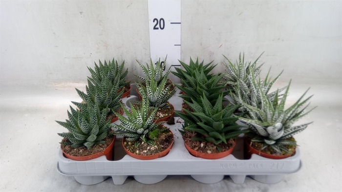 <h4>Haworthia   ...mix</h4>