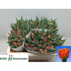 TU FR ORANGE PASSION