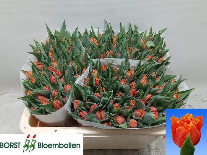 <h4>TU FR ORANGE PASSION</h4>