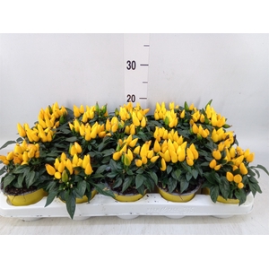 Capsicum annuum 'Salsa Yellow'
