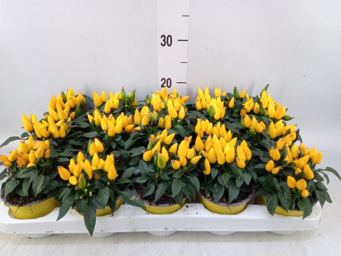 <h4>Capsicum annuum 'Salsa Yellow'</h4>
