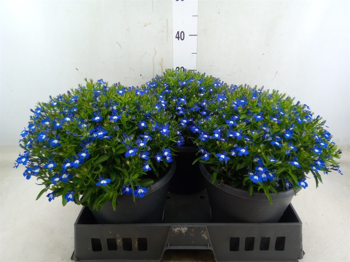 <h4>Lobelia erin. 'Hot Springs Dk Blue'</h4>