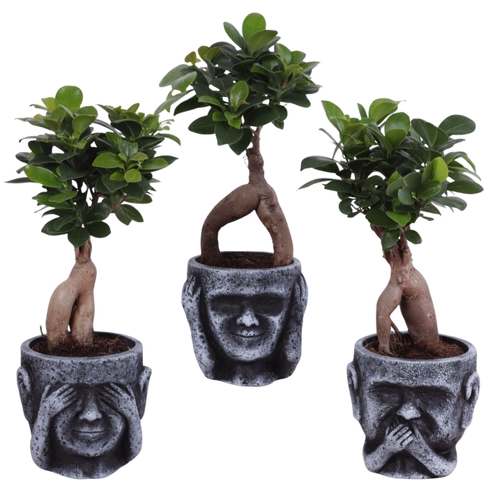 <h4>Ficus microcarpa 'Ginseng'</h4>