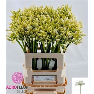 Agapanthus 'Gletsjer'