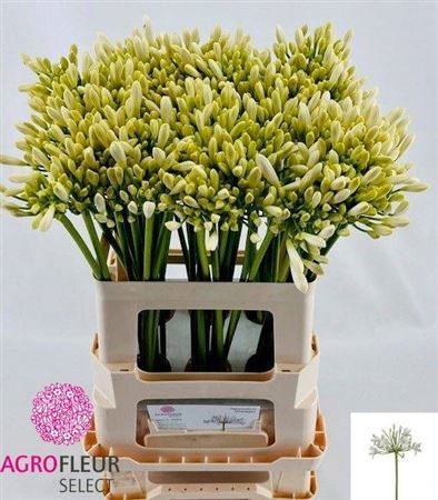 <h4>Agapanthus 'Gletsjer'</h4>