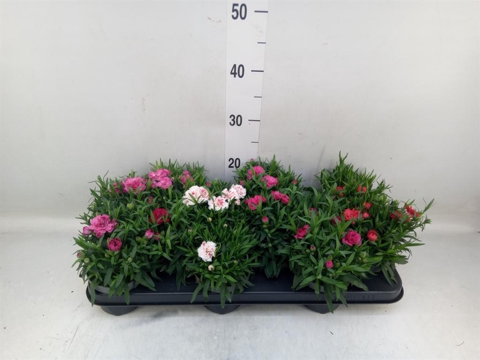<h4>Dianthus  'Oscar'   ...mix</h4>