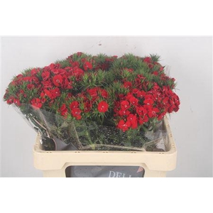 Di Barb Breanthus Amras Red