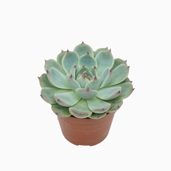 <h4>Echeveria ...</h4>