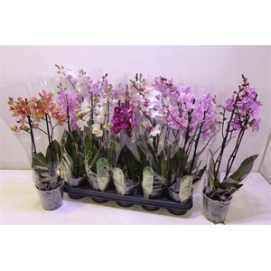 arr8 Phal Mf Gem 8 Kl