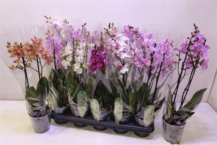 <h4>arr8 Phal Mf Gem 8 Kl</h4>