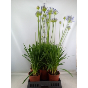 Agapanthus afric.