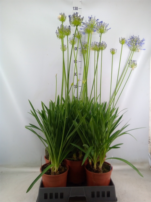 <h4>Agapanthus afric.</h4>