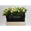 Paeonia Princess Bride